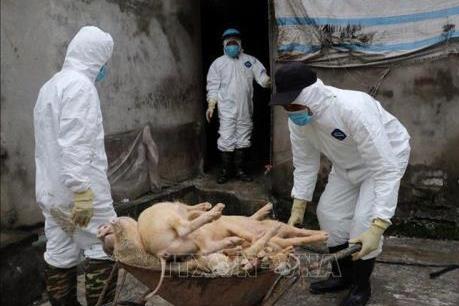 Bắt tạm giam cán bộ xã khai khống lợn bị dịch tả để nhận tiền hỗ trợ