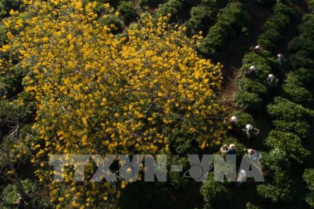 Mùa vàng trên vùng đất đỏ Bazan