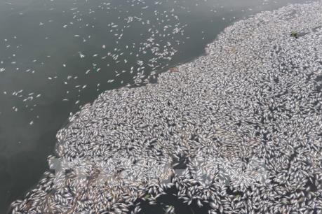 Quảng Nam: Cá mòi chết hàng loạt trên sông Đò