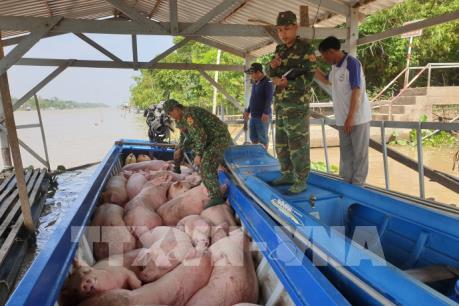 Bắt giữ vụ vận chuyển trái phép hơn 3,7 tấn lợn từ Campuchia về Việt Nam