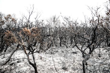 Cháy rừng tại Australia đang diễn biến rất phức tạp