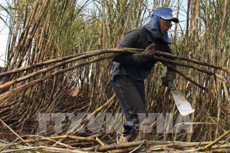 Thái Lan khuyến khích nông dân trồng mía áp dụng công nghệ mới