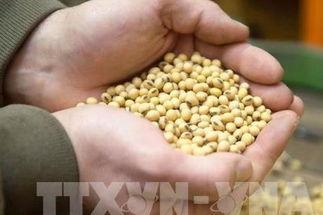 Vụ mùa mới thắp lên hy vọng cho thị trường nông sản Mỹ