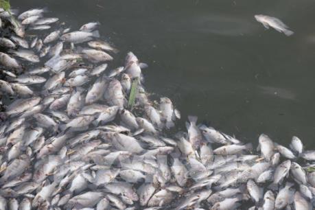 Quảng Trị tìm ra nguyên nhân cá chết trắng hồ Đại An