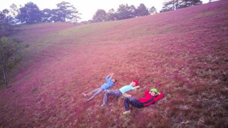 Hấp dẫn mùa cỏ hồng Lang Biang