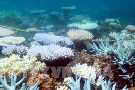 Rạn san hô lớn nhất thế giới Great Barrier vào mùa sinh sản