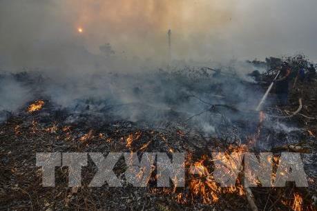 Indonesia buộc các công ty gây cháy rừng bồi thường 22,5 tỷ USD