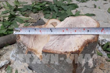 Nhiều cây xanh bị chặt trộm ở phường Đại Mỗ, Hà Nội