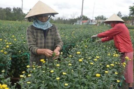 Nông dân Đà Lạt nhộn nhịp chuẩn bị hoa Tết
