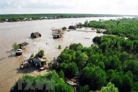 Cà Mau tái cơ cấu nông nghiệp - Bài 1: Tận dụng tán rừng phát triển kinh tế