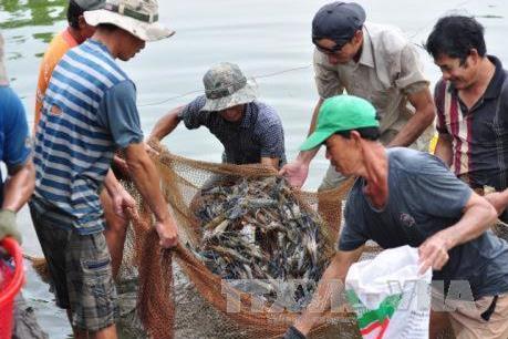 Cà Mau tái cơ cấu nông nghiệp - Bài 2: Những mối liên kết chặt chẽ