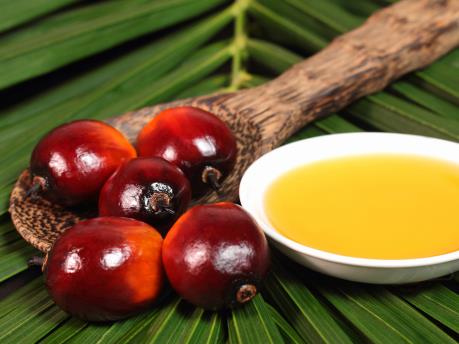 Kit Kat và Dove sẽ đối mặt với án phạt nếu không tăng lượng mua dầu cọ "xanh"