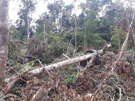 Phát hiện vụ phá rừng phòng hộ quy mô lớn tại Lâm Đồng