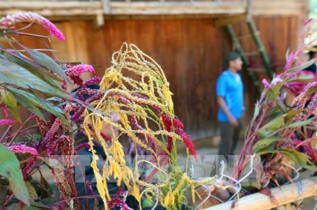 Rộn ràng Tết Hoa mào gà nơi biên giới