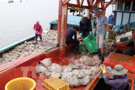 Khắc phục "thẻ vàng" IUU: Trên 77% tàu cá đã lắp đặt thiết bị giám sát hành trình