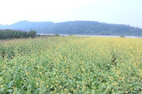 Cánh đồng hoa cải đẹp như tranh vẽ ở Thanh Hóa