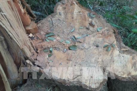 Vụ phá rừng đặc dụng tại Đắk Lắk: Làm rõ những điểm bất thường