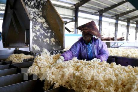 Kỳ vọng cho đà phục hồi của ngành cao su