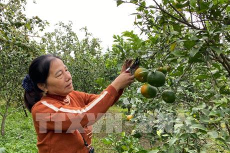 Tìm đầu ra ổn định cho sản phẩm cam Con Cuông