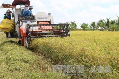 Thị trường nông sản tuần qua: Giá lúa ổn định, giá cà phê phục hồi