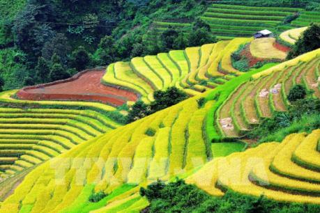 Ruộng bậc thang tại huyện Bắc Yên