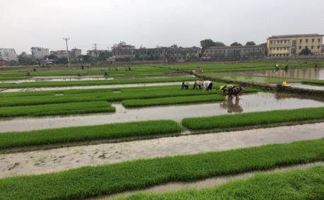 Thiếu nước, EVN đề xuất giảm thời gian lấy nước vụ Đông Xuân