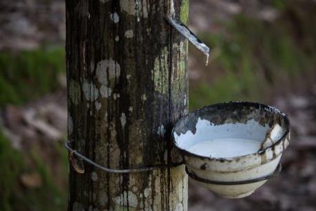 Chiến lược 20 năm phát triển ngành cao su của Thái Lan 