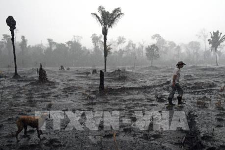 Diện tích rừng Amazon bị tàn phá tăng kỷ lục