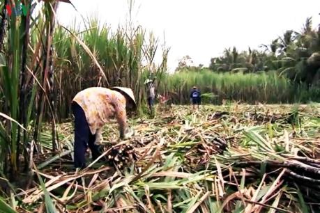 Nông dân trồng mía thêm một mùa vụ thất thu