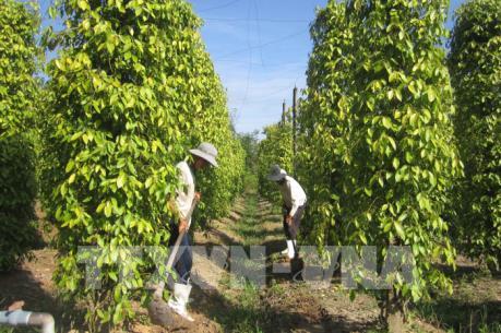 Giá hồ tiêu liên tục giảm và câu chuyện nâng chất sản phẩm hồ tiêu