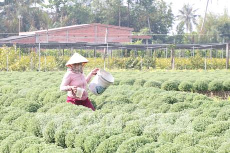 Hạn mặn “uy hiếp” 11 triệu sản phẩm hoa kiểng Tết tại Bến Tre