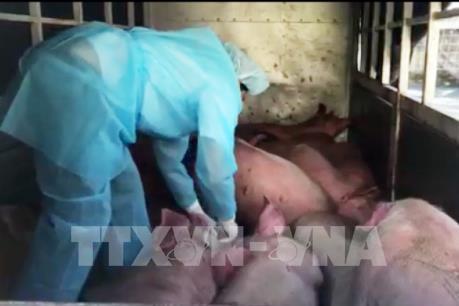 Cảnh báo buôn lậu lợn qua biên giới sẽ có diễn biến phức tạp