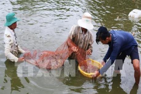 Nghề nuôi thủy sản mặn, lợ bội thu