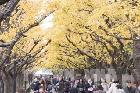 Đến Tokyo ngắm Thu vàng đến muộn