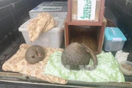 Nghệ An: Phát hiện xe khách vận chuyển 8 cá thể tê tê quý hiếm