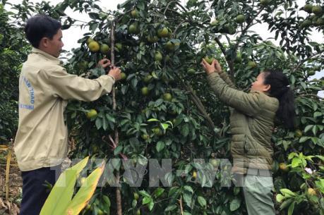 Giúp người nghèo sử dụng hiệu quả vốn vay tín dụng chính sách