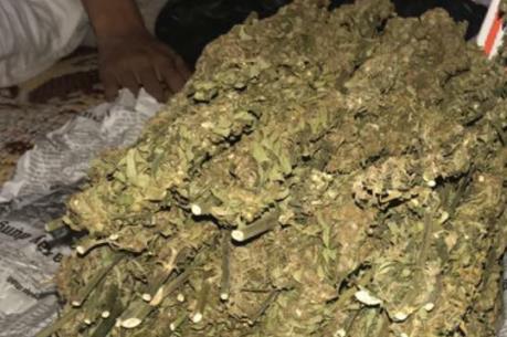 Quảng Trị bắt giữ vụ vận chuyển hơn 2 tạ cần sa khô