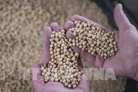 Đình chiến Mỹ - Trung: Món quà Giáng Sinh của nông dân trồng đậu tương ở Mỹ