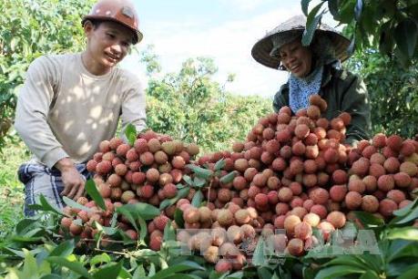 Hải Dương đón bắt cơ hội đưa vải thiều sang Nhật