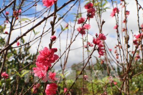 Hoa đào bung sắc trên Tây Nguyên