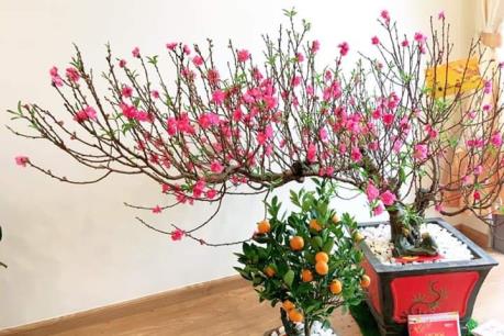 Buồn vui nghề cho thuê đào Tết