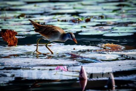 Mùa chim di trú trên đầm Vân Long, Ninh Bình