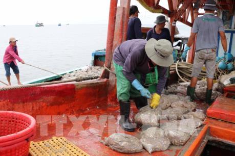 Khắc phục "thẻ vàng" IUU: Việt Nam quyết tâm chống khai thác hải sản bất hợp pháp