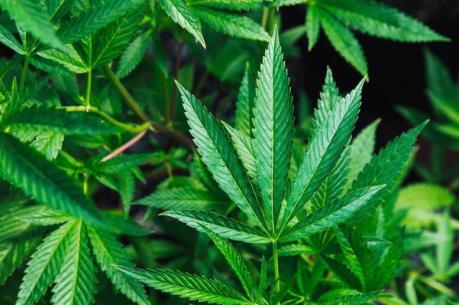 Bắt giữ đối tượng trồng cần sa trong nhà