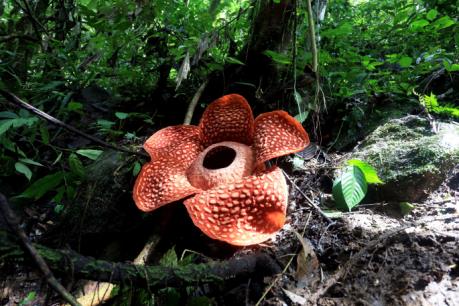 Bông hoa lớn nhất thế giới nở rộ tại Indonesia