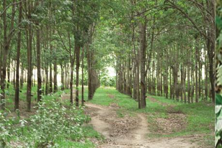 Thu hồi gần 1.800 ha đất trồng cao su để làm sân bay Long Thành