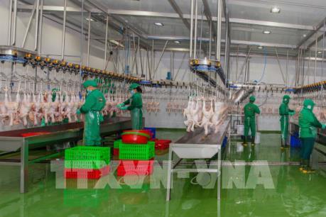 Lào Cai tăng quản lý về xây dựng cơ sở giết mổ gia súc, gia cầm tập trung