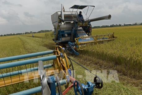 Thái Lan muốn giành lại vị trí nước xuất khẩu gạo lớn nhất thế giới