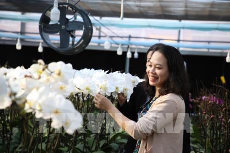 Hoa nở trên đỉnh Sa Mù