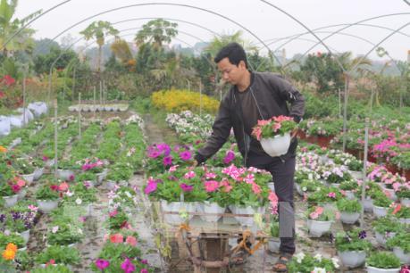 Các nhà vườn tất bật cho vụ hoa Tết